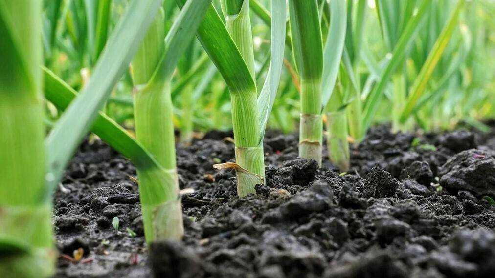 cultivo ajo sostenible españa|cultivo ajo sostenible españa|eficiencia uso agua ajo|ajo posrecoleccion hortalizas